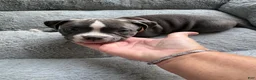 American Bully dogs for sale: American Bully 3 - Ad 3