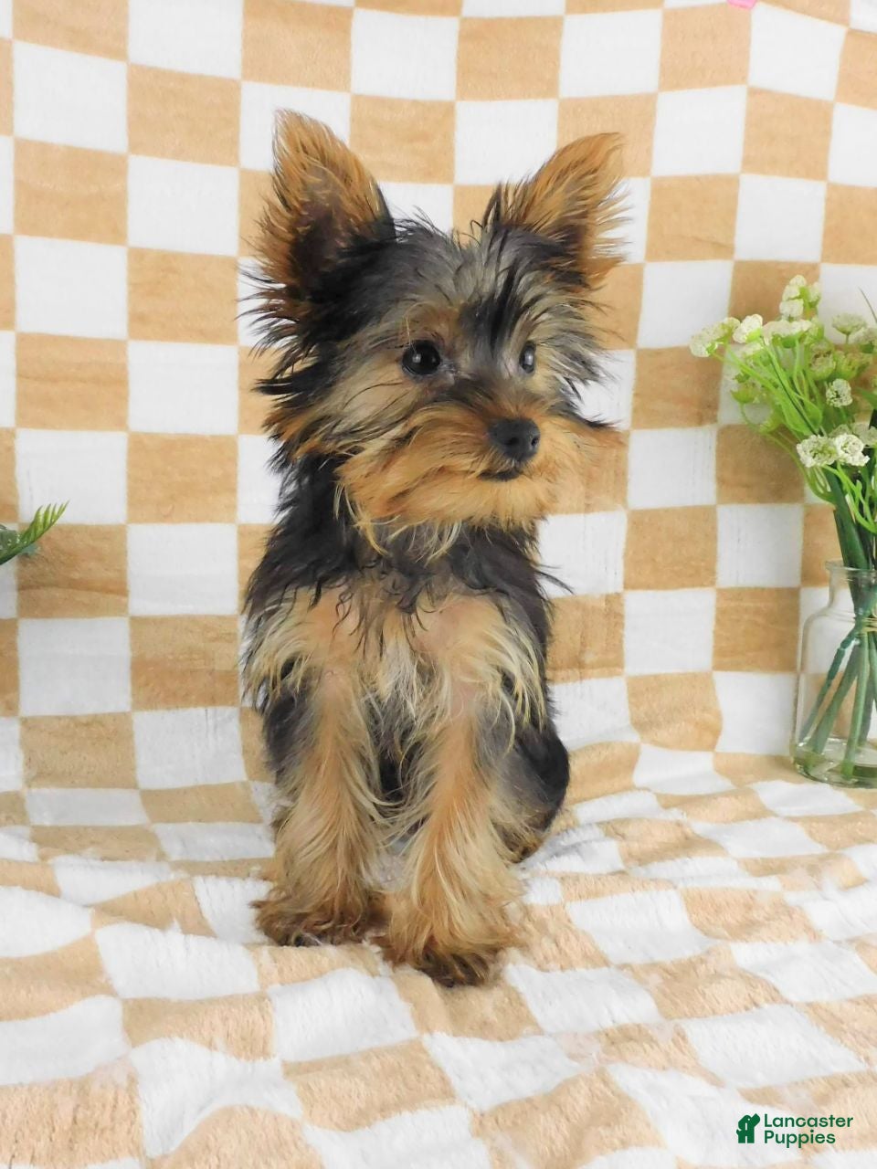 Yorkshire Terrier dogs Micheal - Ad 2