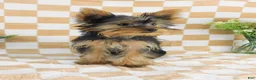 Yorkshire Terrier dogs for sale: Micheal - Ad 2