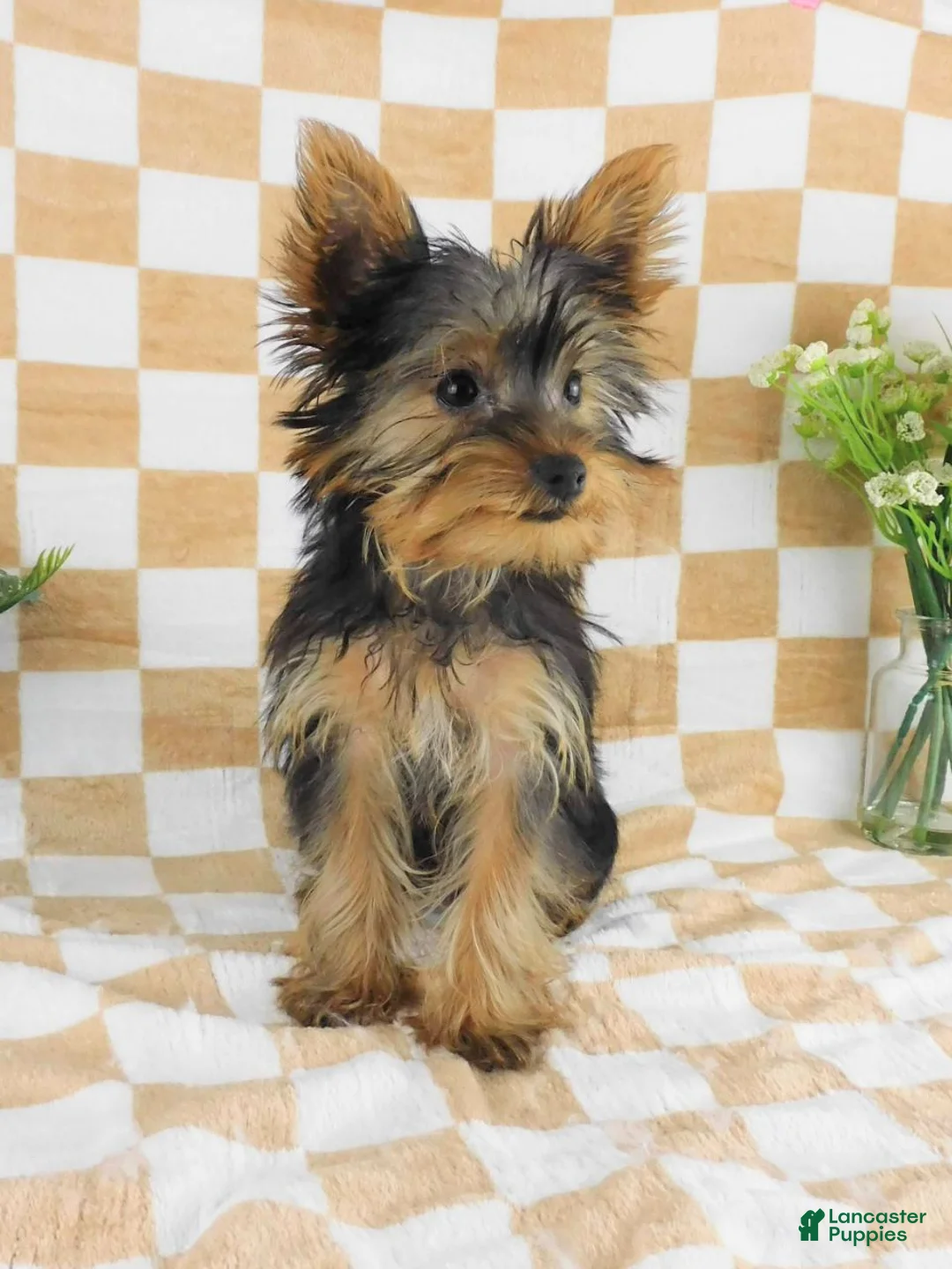 Yorkshire Terrier dogs for sale: Micheal - Ad 2