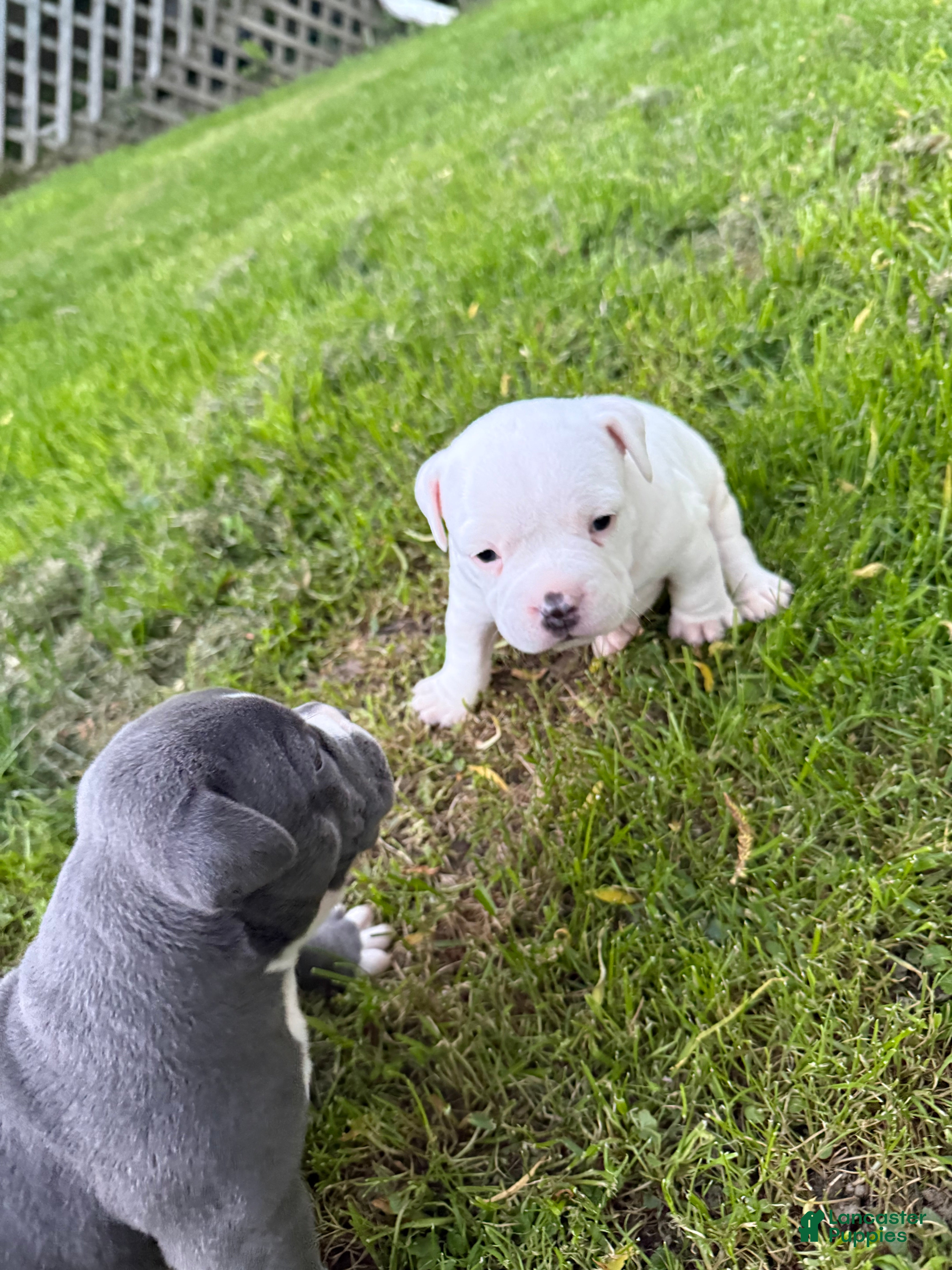 American Bully dogs Bailey  - Ad 2
