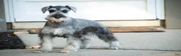 Miniature Schnauzer dogs for sale: Qeleigh Miniature Schnauzer (crate and leash Trained) - Ad 5