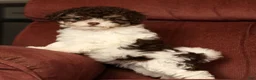 Havapoo dogs for sale: Bella - Ad 1
