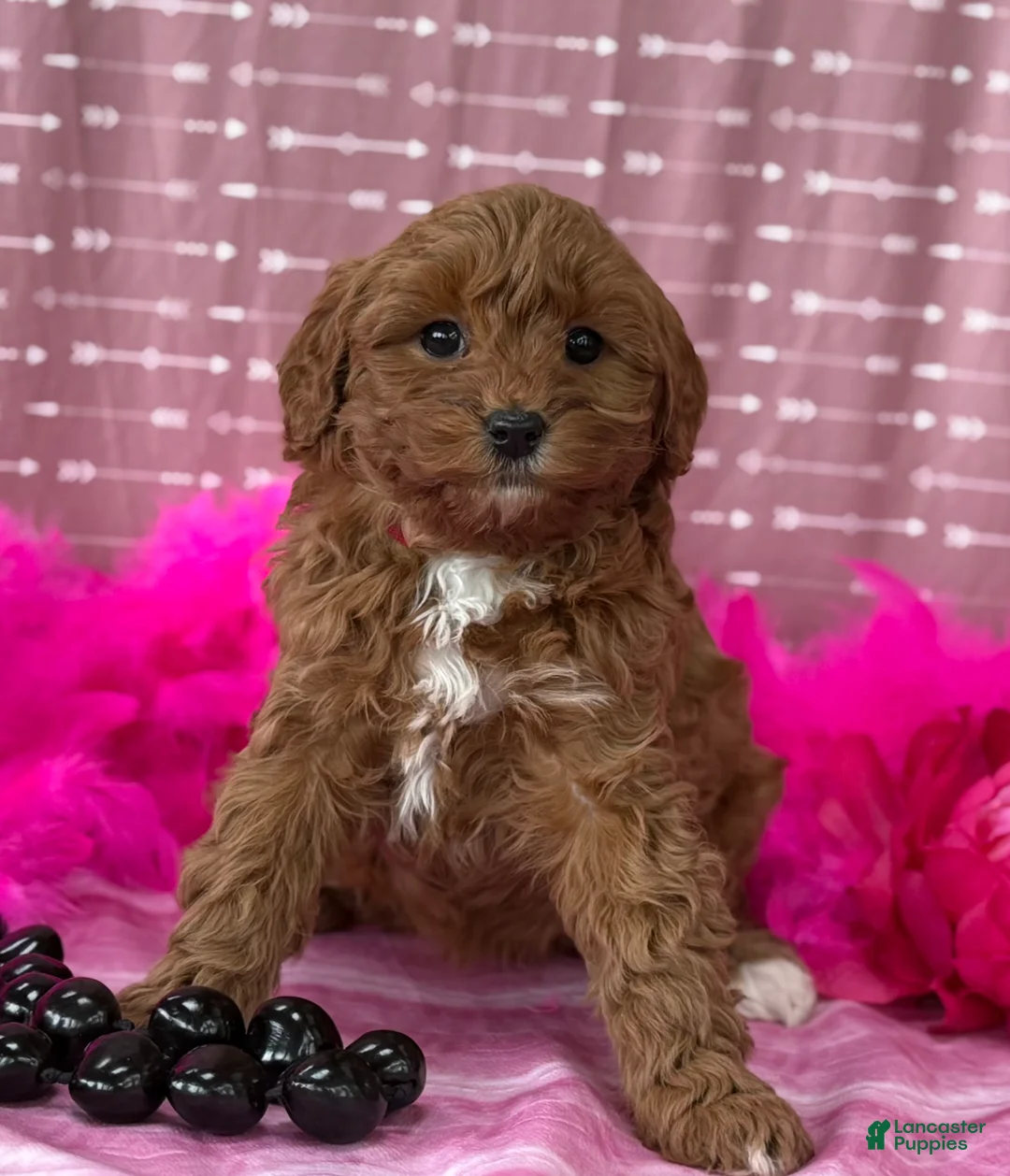 Cavapoo dogs for sale: Dulcie  - Ad 3