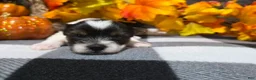 Biewer Terrier dogs for sale: Bella - Ad 3