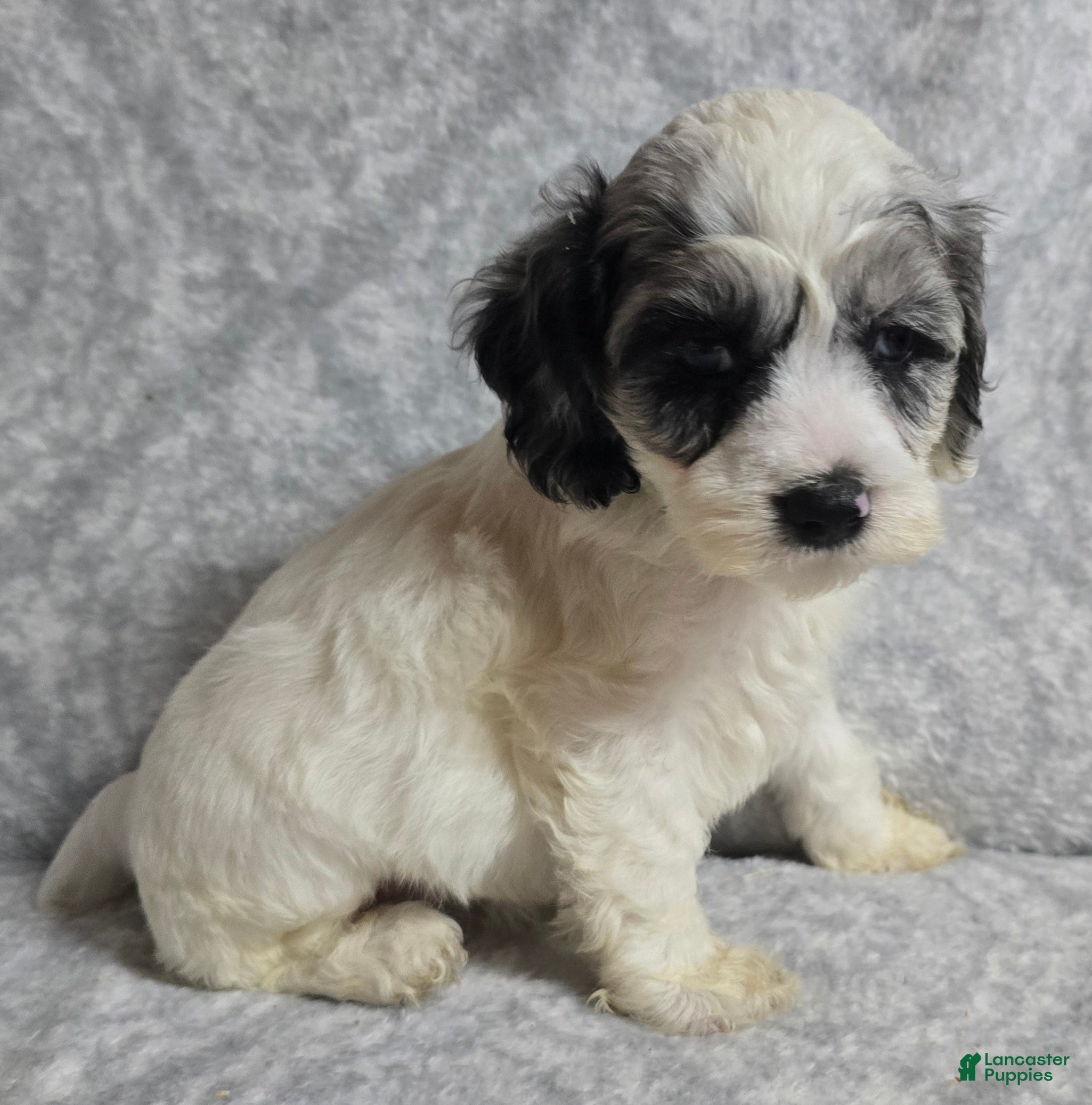 Cockapoo dogs Cockapoo 4 - Ad 1