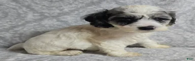 Cockapoo 4