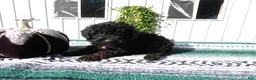 Mini Goldendoodle dogs for sale: Mini Goldendoodle 4 Stella - Ad 2