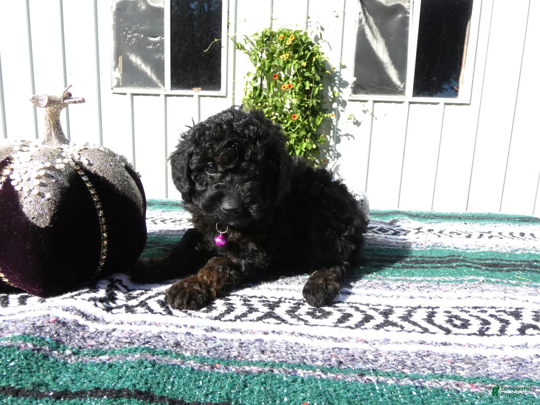 Mini Goldendoodle dogs for sale: Mini Goldendoodle 4 Stella - Ad 2