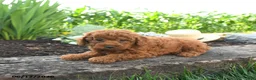 Miniature Poodle dogs for sale: Claire - Ad 4
