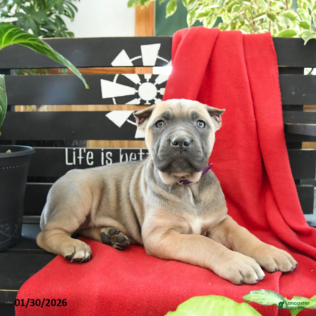 Cane Corso dogs for sale: Luna  - Ad 4