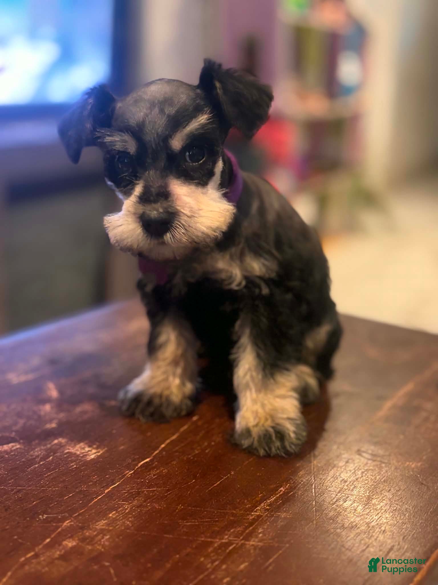 Miniature Schnauzer dogs Miniature Schnauzer 3 - Ad 31