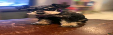 Miniature Schnauzer 3