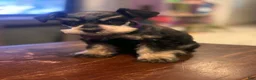 Miniature Schnauzer dogs for sale: Miniature Schnauzer 3 - Ad 1