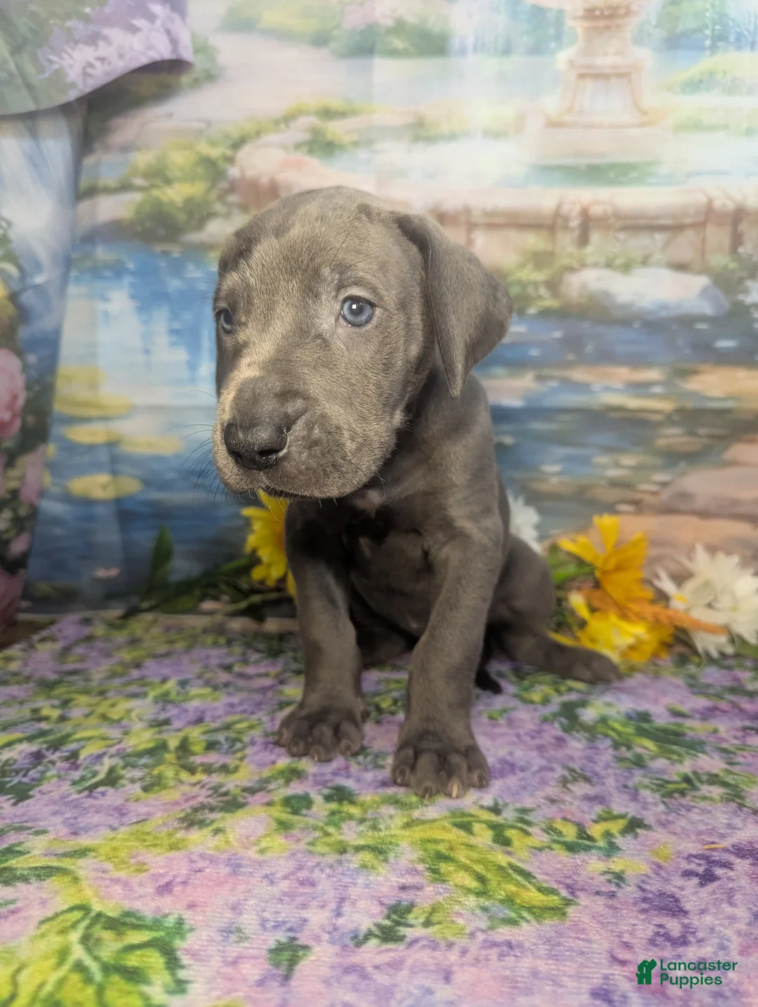 Great Dane dogs for sale: Ariel Blue Female  - Ad 2