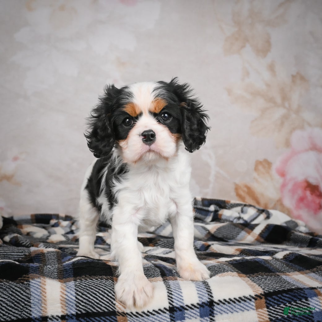 Cavalier King Charles Spaniel dogs Maggie - Ad 13