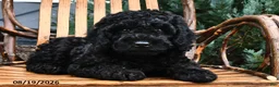 Mini Goldendoodle dogs for sale: Benton - Ad 4