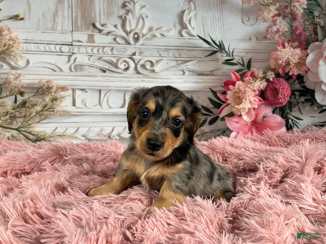 Miniature Dachshund dogs for sale: AKC-Ruger - Ad 4