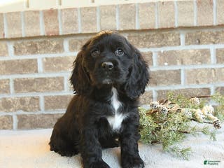 Cocker Spaniel dogs Shadow - Ad 31