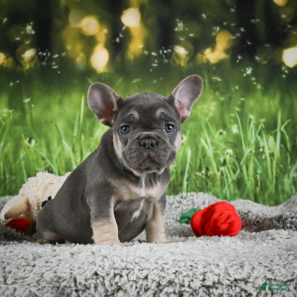 French Bulldog dogs Melody - Ad 2