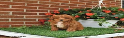 Toy Poodle dogs for sale: Daisy - Ad 4