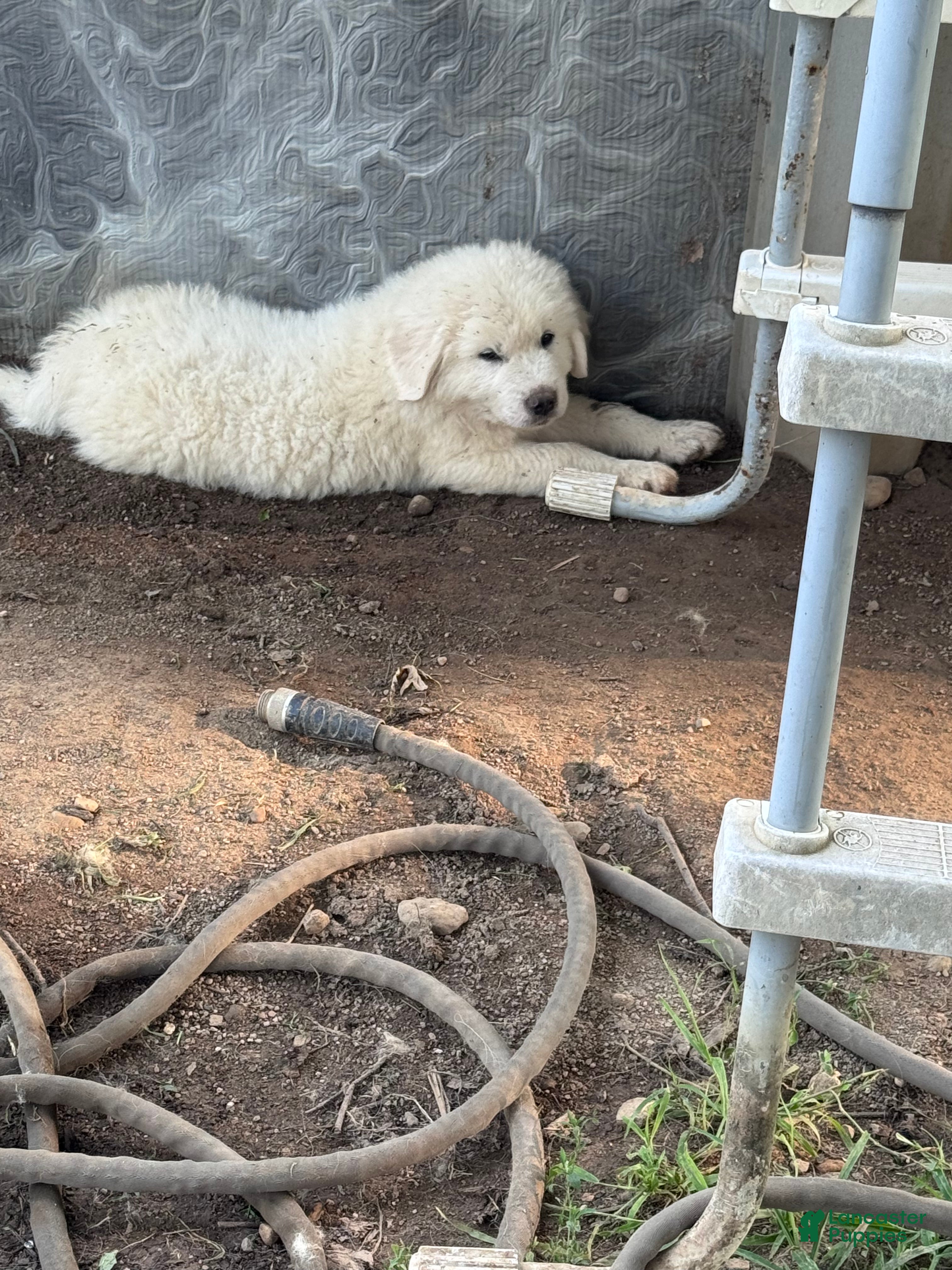Great Pyrenees dogs Great Pyrenees 3 - Ad 30