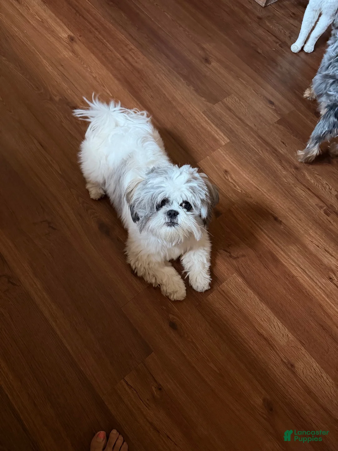 Shorkie dogs for sale: Lola - Ad 5