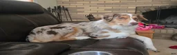 Australian Shepherd dogs for sale: Australian Shepherd Puppy 3 - Ad 3