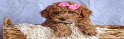 Miniature Poodle dogs for sale: ANGIE - Ad 12