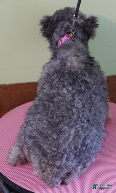 Toy Poodle dogs Toy Poodle Puppy 1 - Ad 25