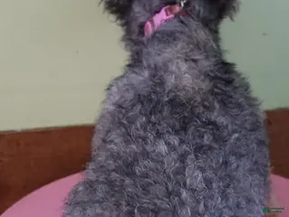 Toy Poodle dogs Toy Poodle Puppy 1 - Ad 33