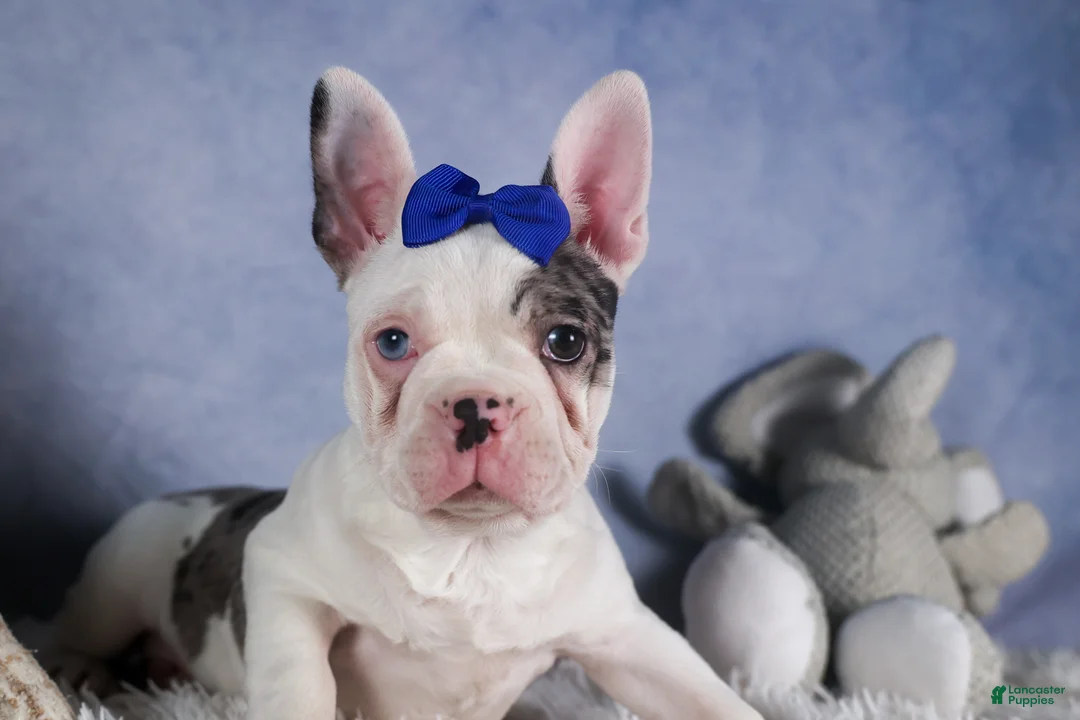 Frenchton dogs for sale: ISAAC - Ad 13