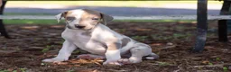 Great Dane dogs for sale: Athena - Ad 1