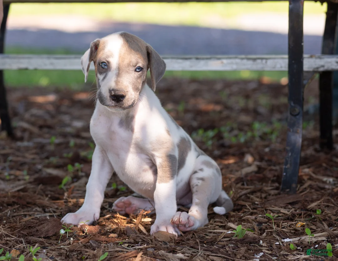 Great Dane dogs for sale: Athena - Ad 1