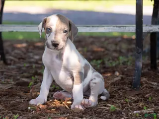 Great Dane dogs for sale: Athena - Ad 2