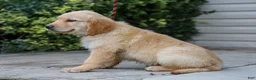 Golden Retriever dogs for sale: Arlo ACA Golden Retriever Pup - Ad 2