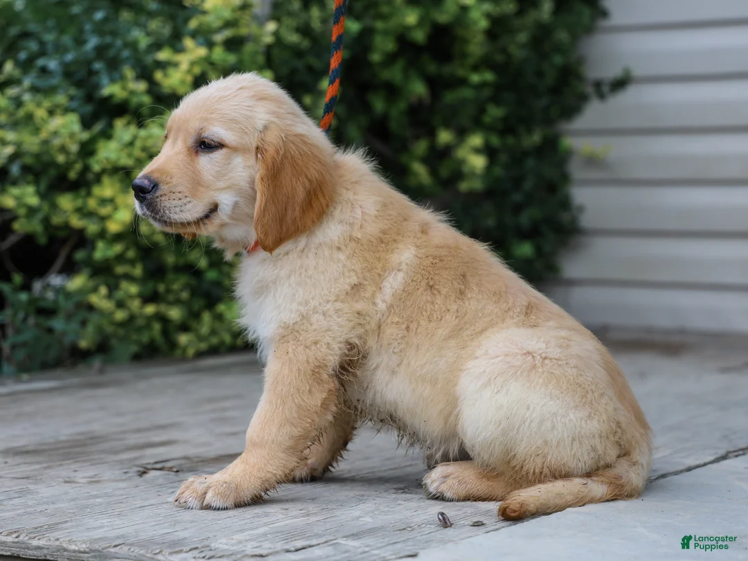 Golden Retriever dogs for sale: Arlo ACA Golden Retriever Pup - Ad 2