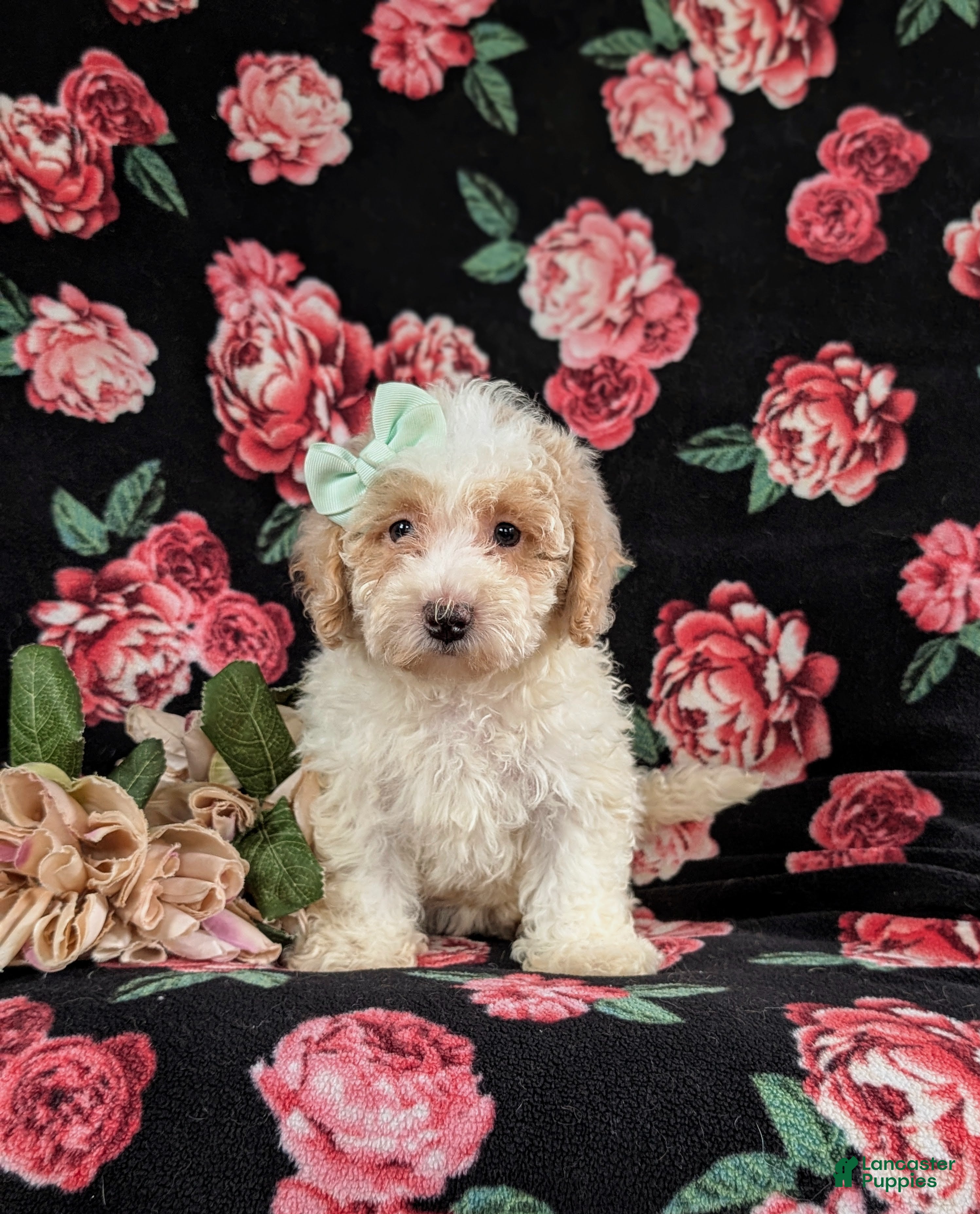 Bichpoo dogs Ginger - Ad 2