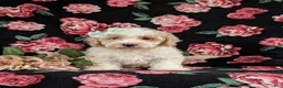 Bichpoo dogs for sale: Ginger - Ad 2