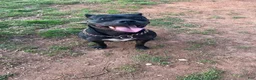 American Bully dogs for sale: American Bully Puppy 1 - Ad 3