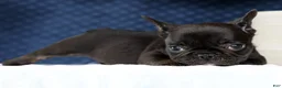 French Bulldog dogs for sale: Harry - Ad 6