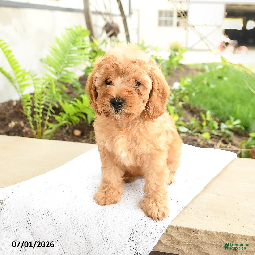 Miniature Poodle dogs for sale: Happy - Ad 2