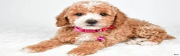 Miniature Poodle dogs for sale: Hope - Ad 2