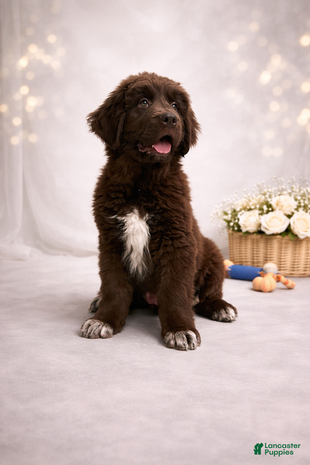 Newfoundland dogs Ginger - Ad 41