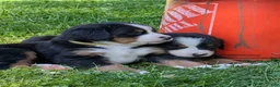 Bernese Mountain Dog dogs for sale: Belle - Ad 7