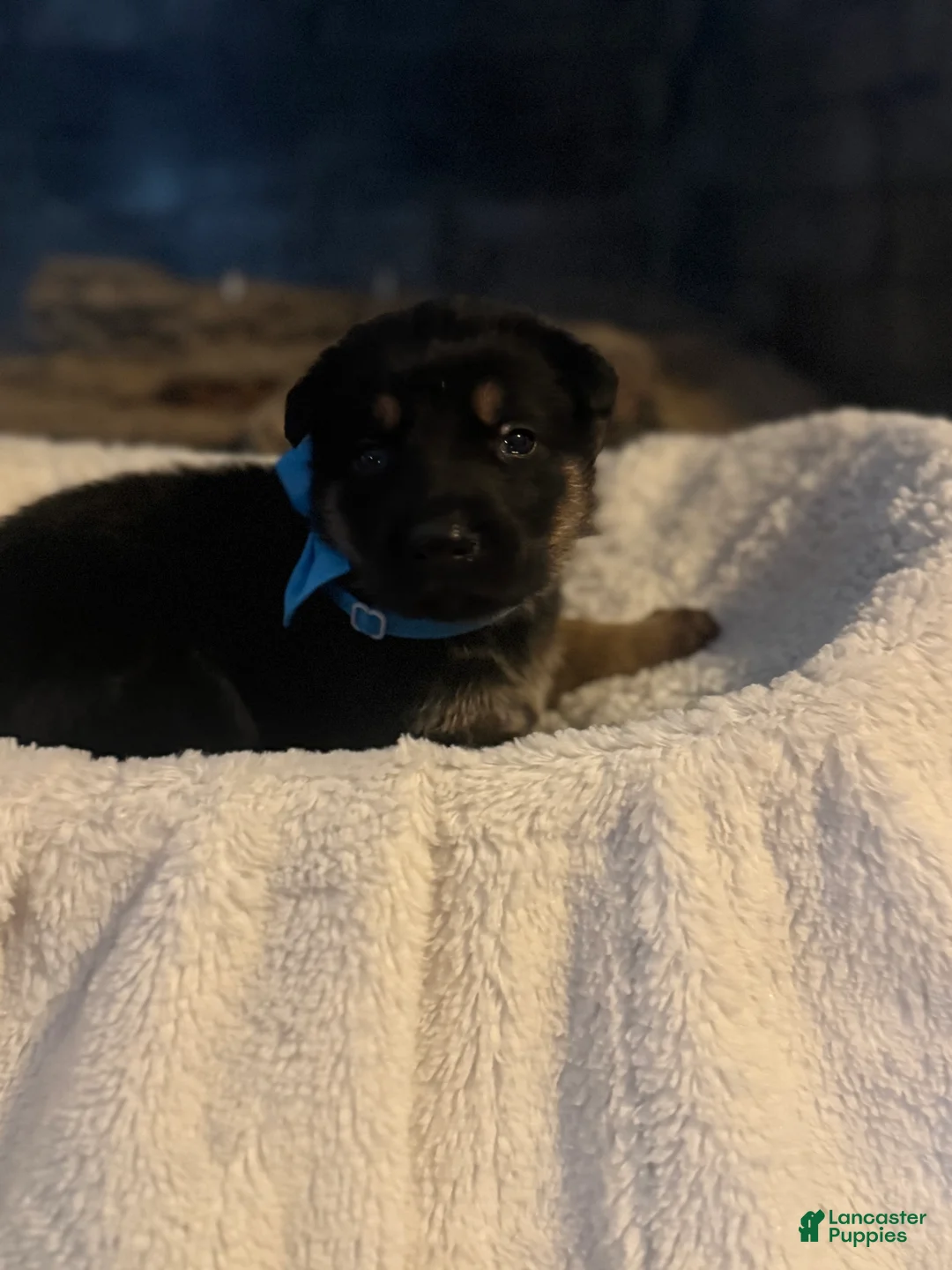 German Shepherd dogs for sale: Lincoln - Ad 2