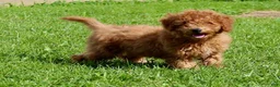 Miniature Labradoodle dogs for sale: Adam - Ad 2