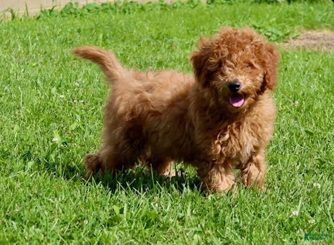 Miniature Labradoodle dogs for sale: Adam - Ad 2