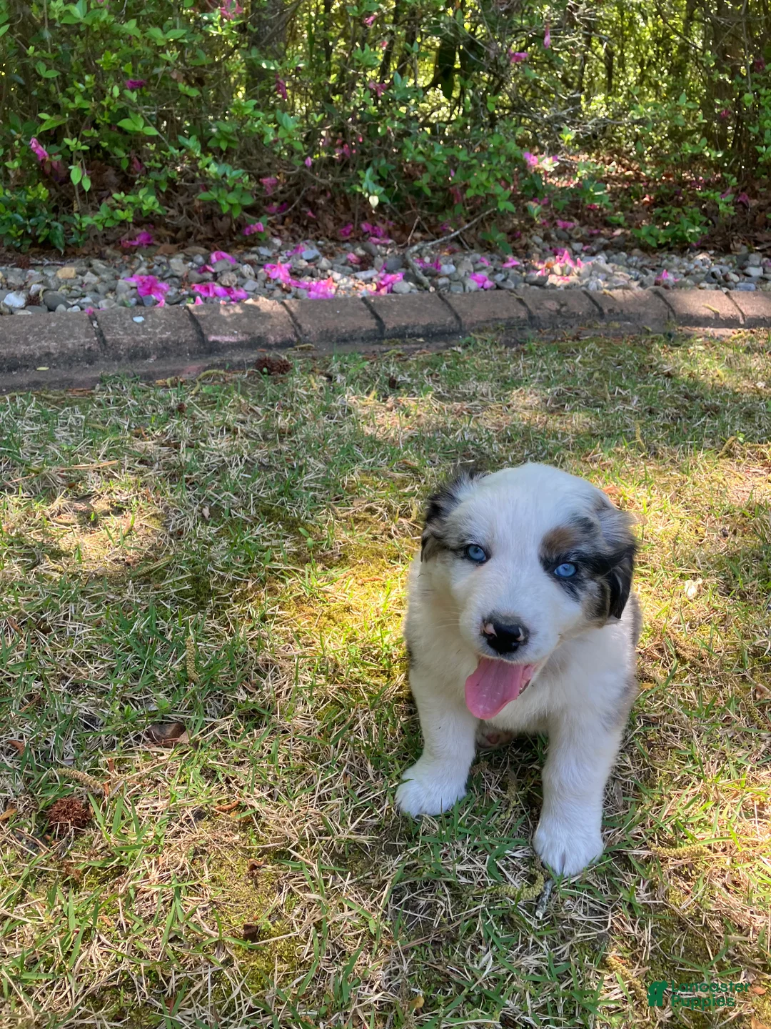 Australian Shepherd dogs for sale: Anchor - Ad 1