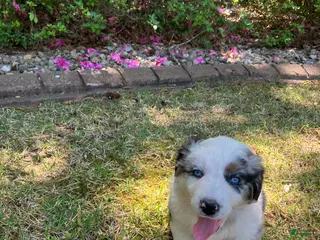 Australian Shepherd dogs for sale: Anchor - Ad 3